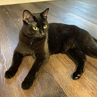 adopt-pet