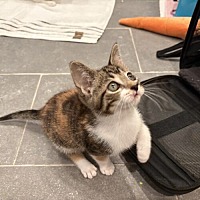 adopt a pet