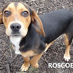 Thumbnail photo of ROSCOE--BEAGLE MIX #3