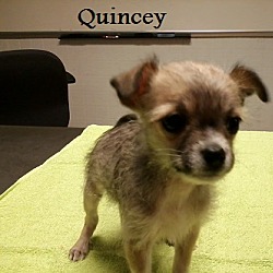 Thumbnail photo of Quincey #2