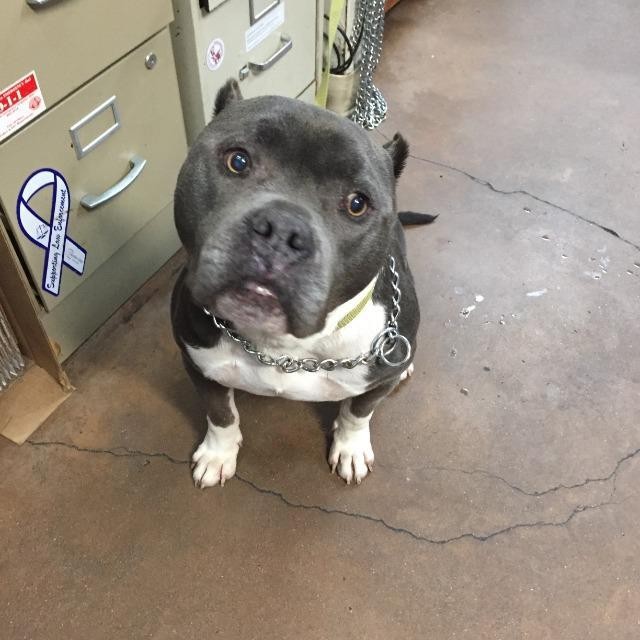 adopt a pet com