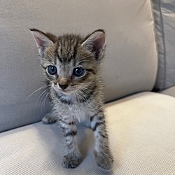 Thumbnail photo of LINUS (Peanut Kittens) #1