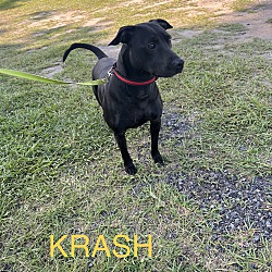 Thumbnail photo of Krash #1