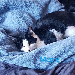 Photo of Kitten: Maple