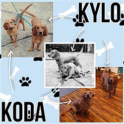 Thumbnail photo of Koda & Kylo #3