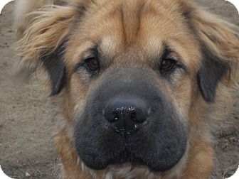Nashua Nh Shar Pei Meet Meatloaf A Pet For Adoption