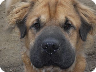 shar pei golden retriever mix