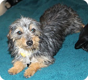 yorkie and dachshund mix for sale