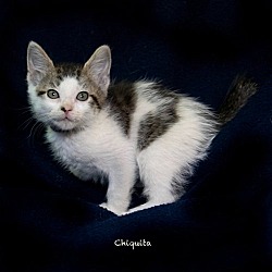 Thumbnail photo of Chiquita / Samuel #3