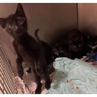 adopt-pet