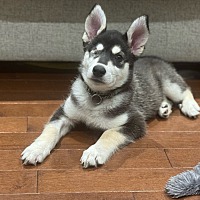adopt-pet