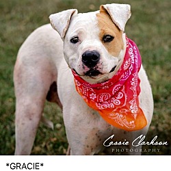 Thumbnail photo of Gracie - ADOPTED! #1