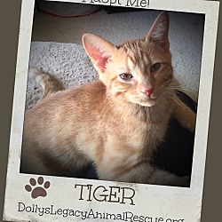 Thumbnail photo of TIGER #1