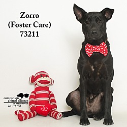 Thumbnail photo of Zorro  (Foster Care) #2