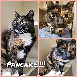 Photo of Pancake