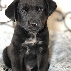 Photo of Pepper