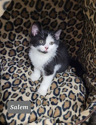 Photo of Salem #0