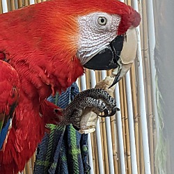 Thumbnail photo of Ruby - Scarlet macaw #3