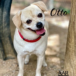 Photo of Otto