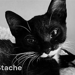 Photo of Stache