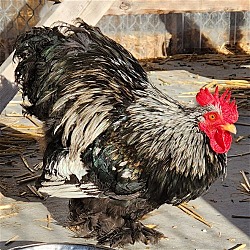Thumbnail photo of Roosters! #3