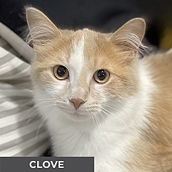 Thumbnail photo of Clove #1