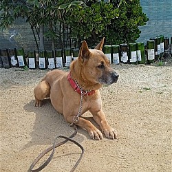Photo of Duke (Kenzo)