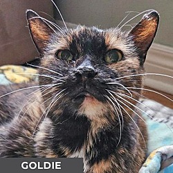 Thumbnail photo of Goldie #3