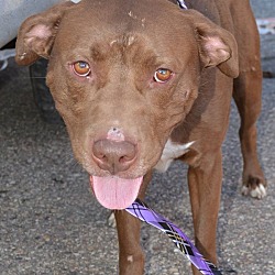 Thumbnail photo of Chester-Adopted! #1