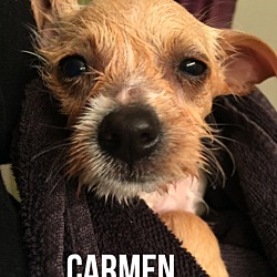 Thumbnail photo of CARMEN #3