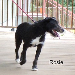 Thumbnail photo of Rosie #3