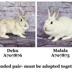 Ventura County Animal Services In Camarillo California