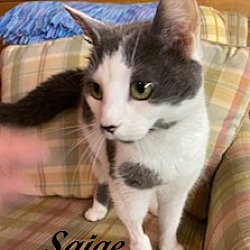 Thumbnail photo of Saige #4