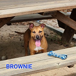 Thumbnail photo of Brownie #4