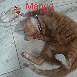Thumbnail photo of Miss Mango #2