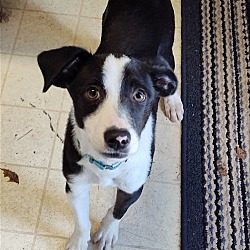 Photo of Louie - adoption pending