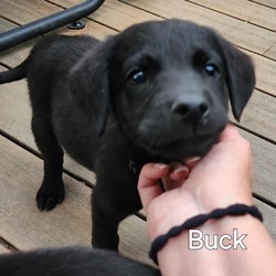 Thumbnail photo of Buck #2