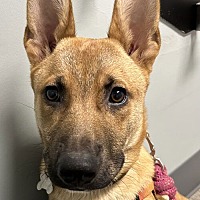 adopt a pet