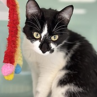 adopt a pet