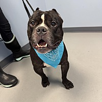 adopt a pet