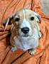 BIRDIE - Labrador Retriever / Beagle available for adoption