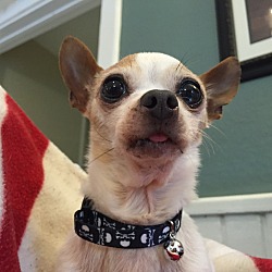 Thumbnail photo of Chicken the teacup chi #4