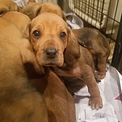 Thumbnail photo of Bloodhound pups! *ADOPTED!* #3