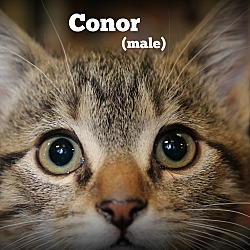 Thumbnail photo of Conor #3