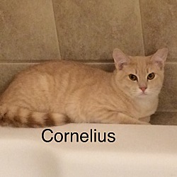 Photo of Cornelius