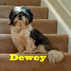 Thumbnail photo of Dewey -- ADOPTION PENDING #4
