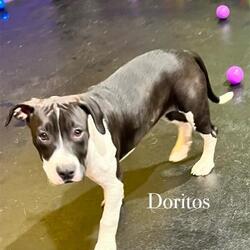 Photo of Doritos