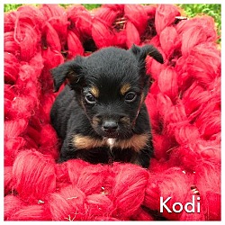 Thumbnail photo of Kodi #2