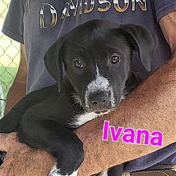 Photo of Ivanna