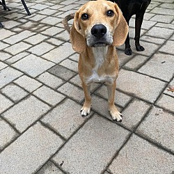 Photo of Rex